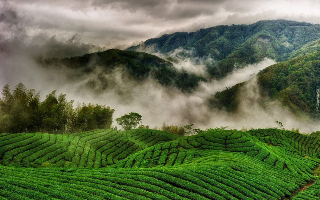 Улун, сорта чая, выращивание и производство