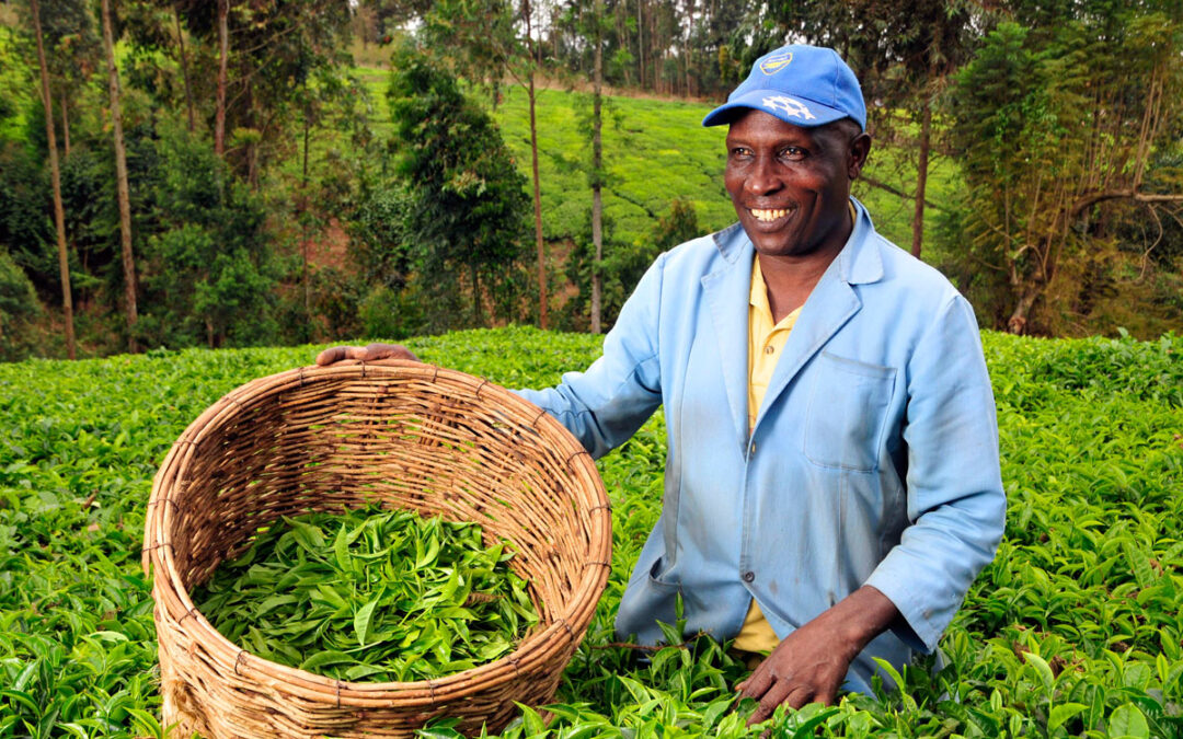 Кения FOP. Крупнолистовой чёрный чай из Кенийской республики